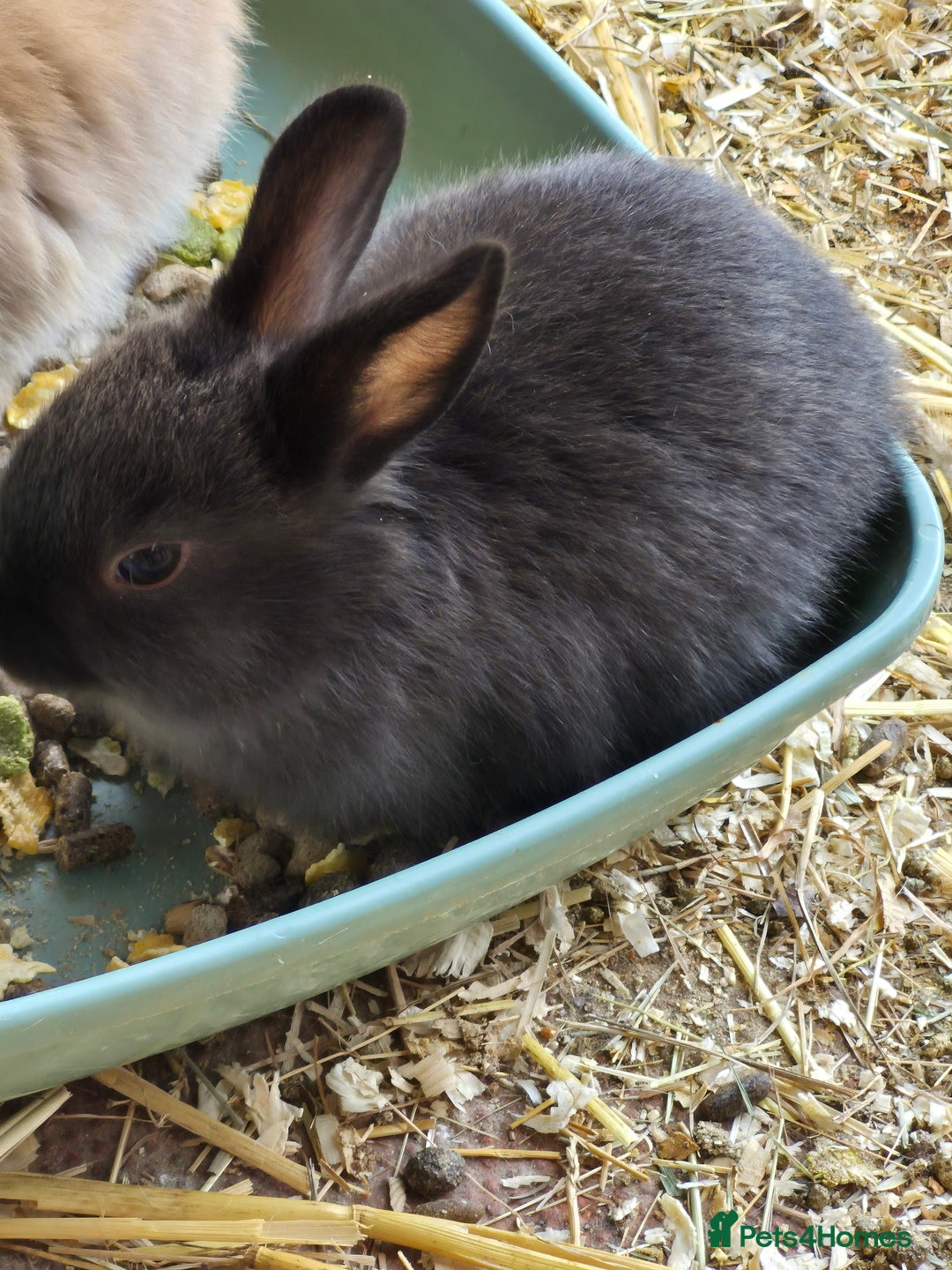 Guinea Pig rodents for sale:  rabbit - Image 4