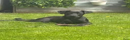 Mixed Breed dogs for sale: Benji  in Bolton - Advert 12