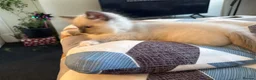 Ragdoll cats for sale: 3 Lovely Kittens Looking for Forever Homes - Advert 12