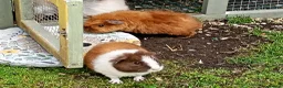 Guinea Pig rodents for sale: Baby guinea pigs  in Petworth - Advert 17