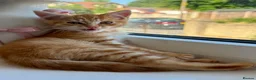 Mixed Breed cats for sale: 1/4 Bengal Fluffy Ginger Male Kitten - Advert 15