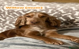 Cockapoo dogs for sale: Adorable F1 Cockapoo Puppies  - Image 5