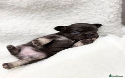 French Bulldog dogs for sale: Beautiful litter off French bulldog puppies  - Image 14