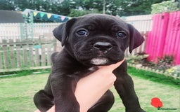 Cane Corso dogs for sale: 💜 gorgeous cane corsos puppies 💜ready in 3 weeks - Image 11