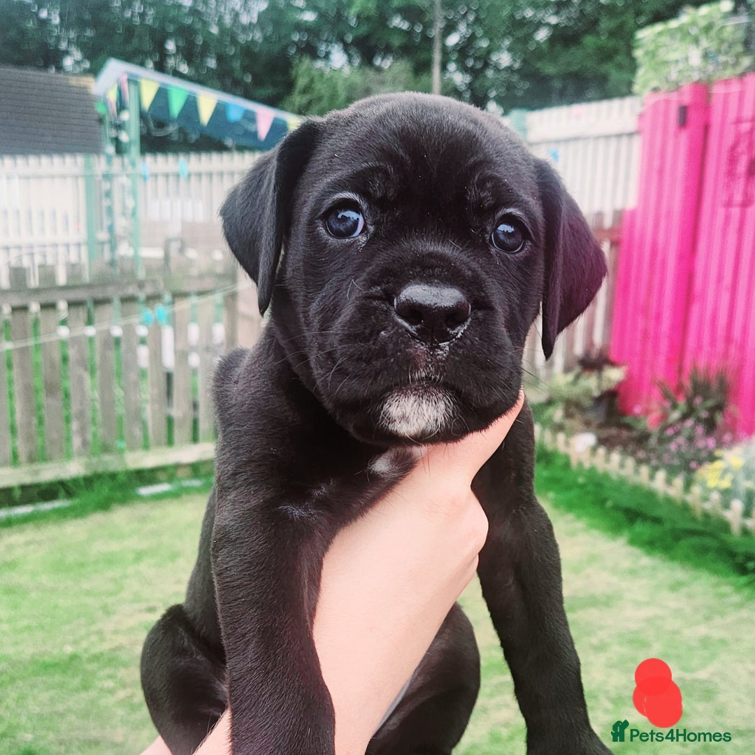 Cane Corso dogs for sale: 💜 gorgeous cane corsos puppies 💜ready in 3 weeks - Image 11