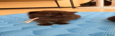 Scottish Fold 2