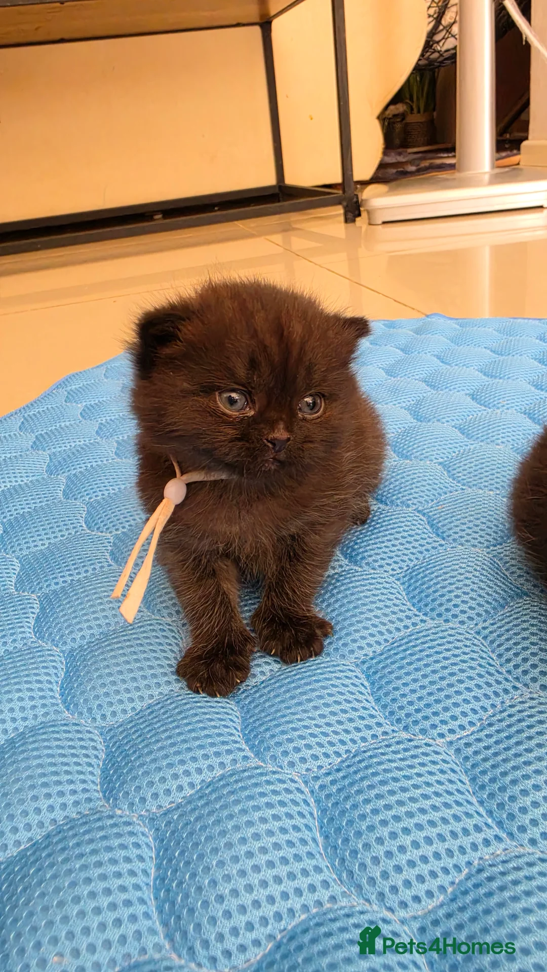 Scottish Fold cats for sale: Scottish fold kittens  in Manchester - Advert 2