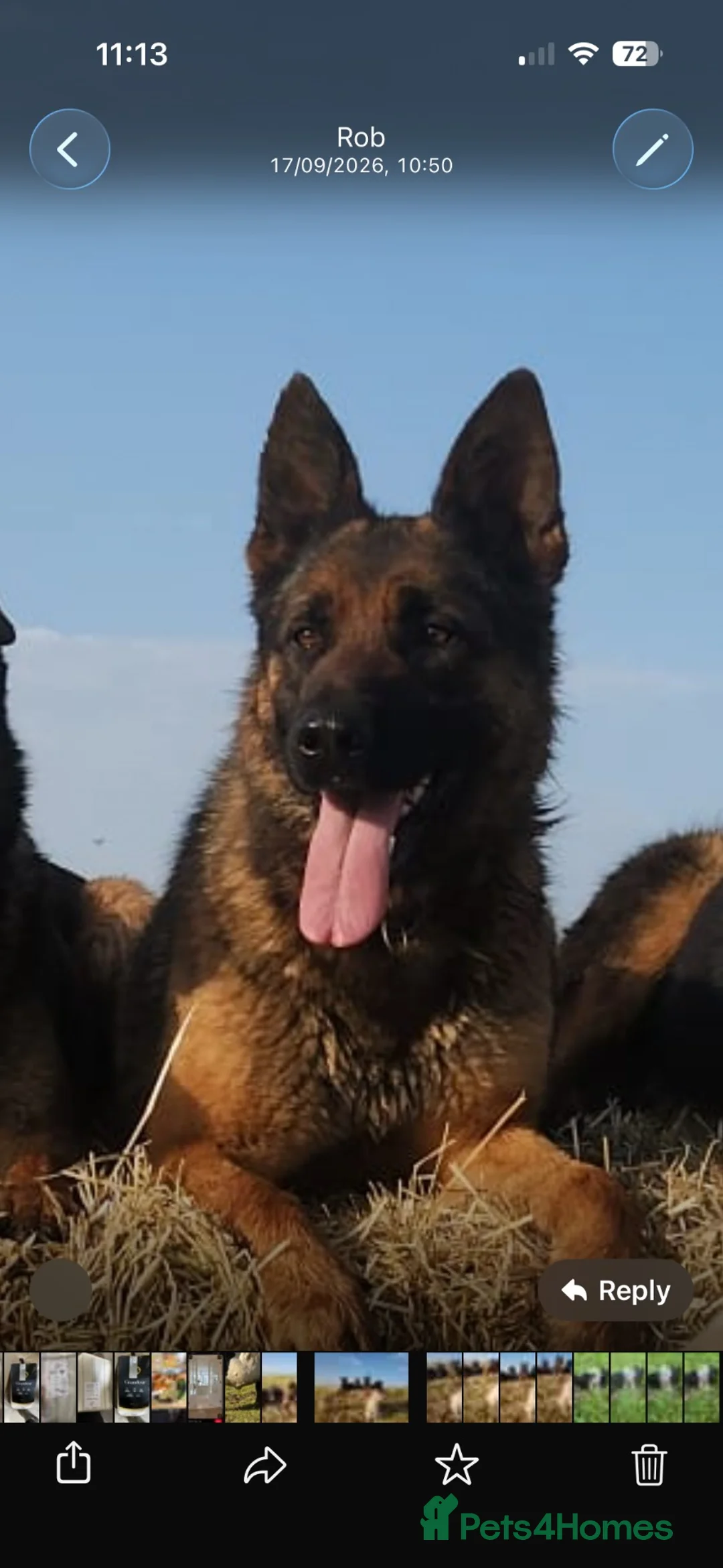 Mixed Breed dogs for sale: Female German shepherd breed aged 3 years - Advert 1