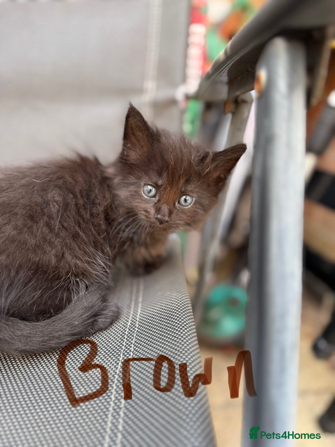 Maine Coon cats for sale: Maine coon cross kittens - Image 2