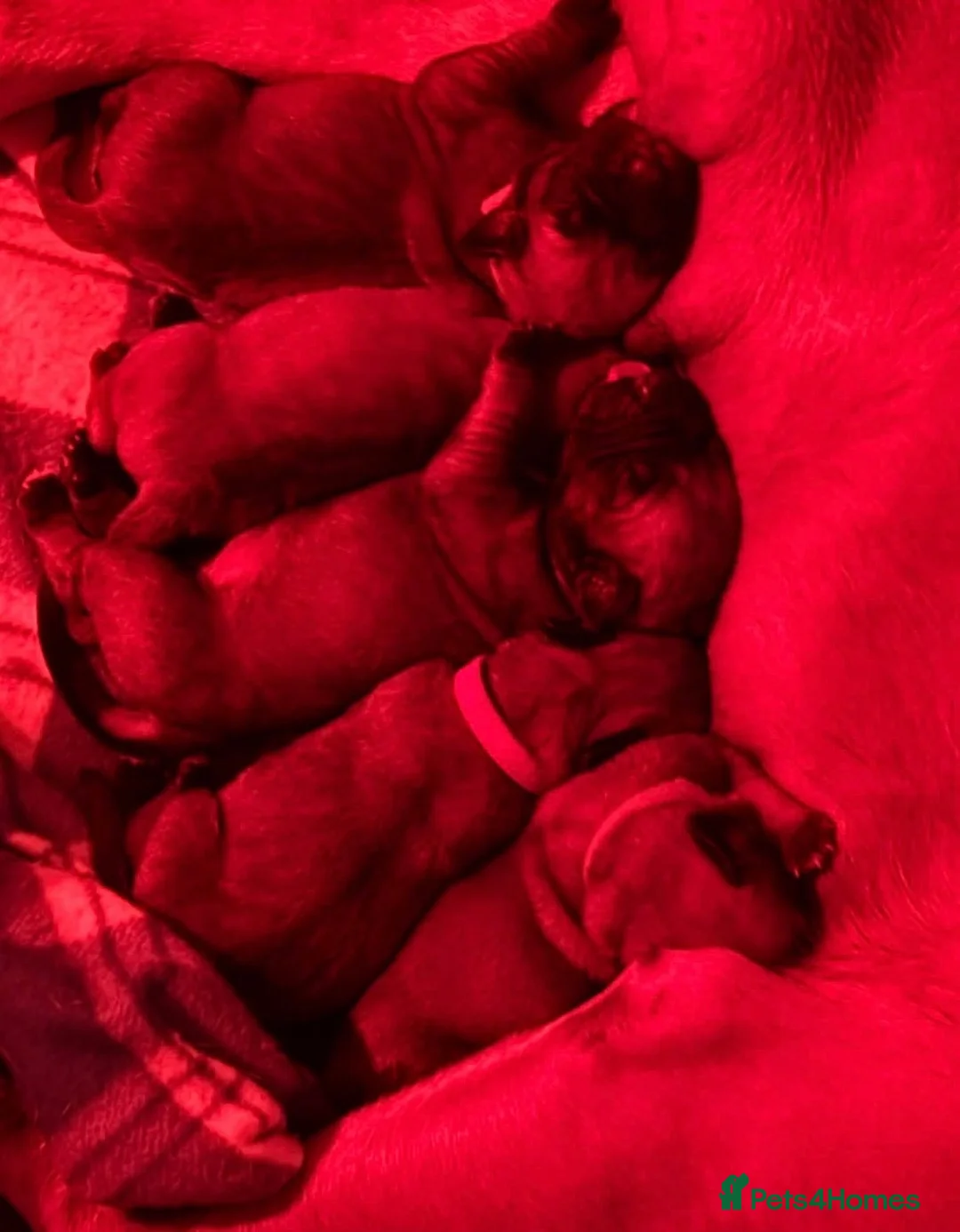 Boerboel dogs for sale: Boerboel puppies  in Southport - Advert 7
