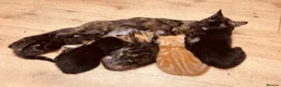 British Shorthair cats for sale: Lovely adorable Kittens FOR SALE Mixed Newquay  - Advert 11