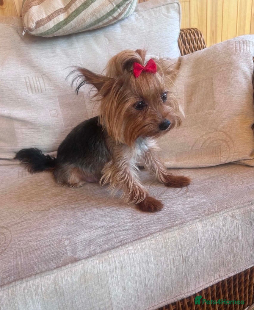Yorkshire Terrier dogs Tiny Yorkshire terrier puppies  - Advert 18