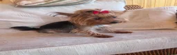 Yorkshire Terrier dogs for sale: Tiny Yorkshire terrier puppies  - Advert 1