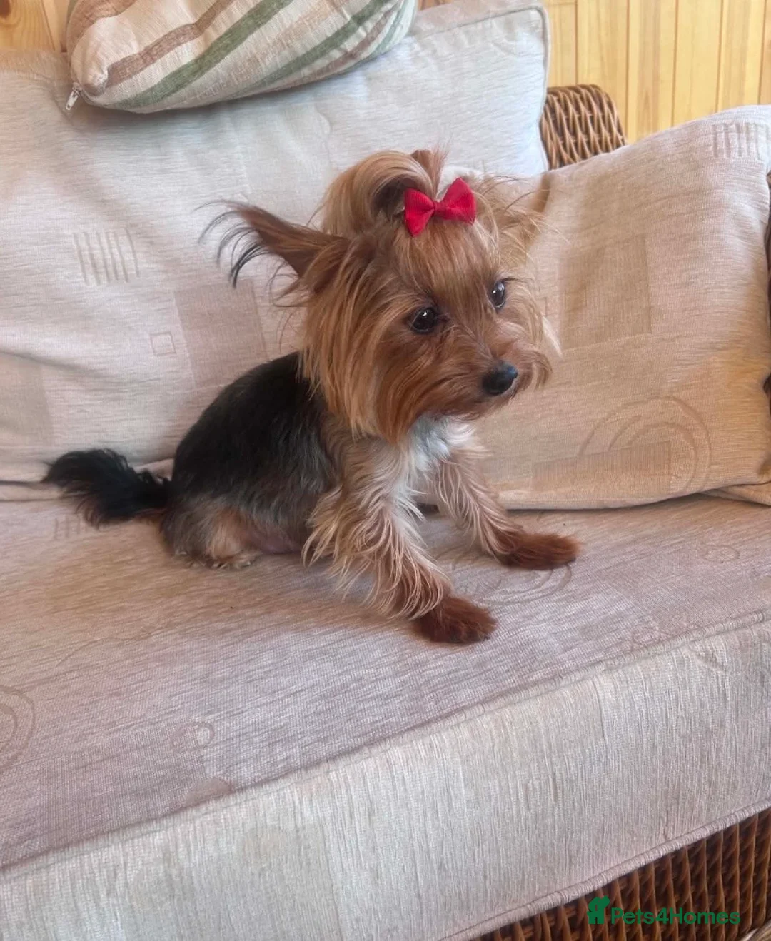 Yorkshire Terrier dogs for sale: Tiny Yorkshire terrier puppies  - Advert 1