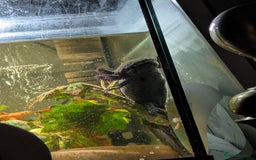 Other/Mixed Breed fish for sale: 3 female axolotl and tank.  - Image 3