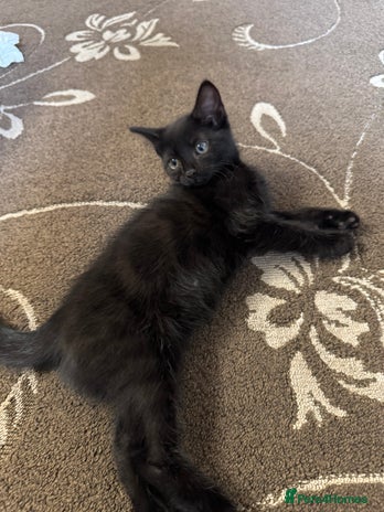 American Shorthair cats - Advert 7