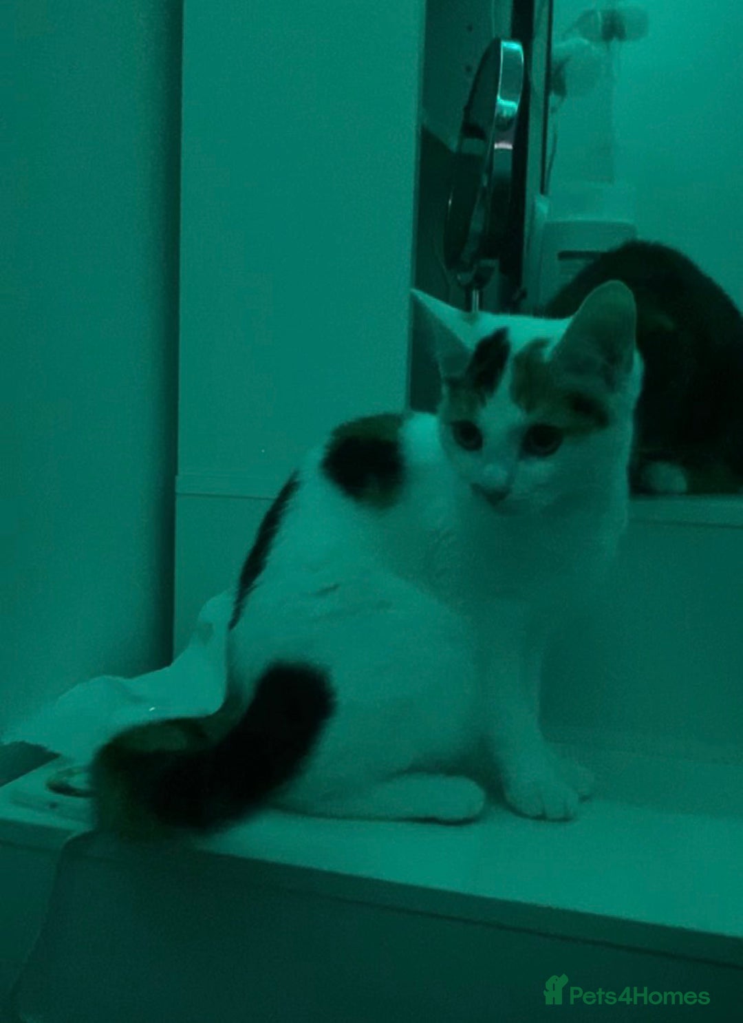 Turkish Van cats for sale: Turkish Van - Advert 1