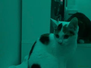 Turkish Van cats Turkish Van - Advert 1