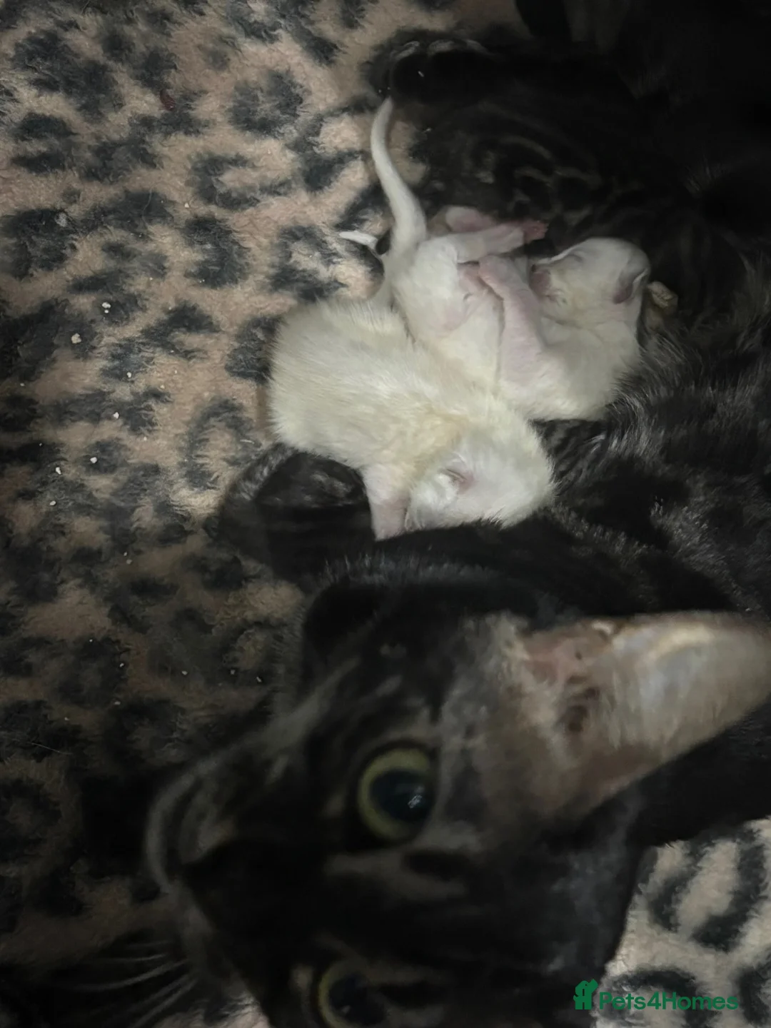 Bengal cats for sale: Beautiful Rare Bengal Tica Kittens - Advert 13