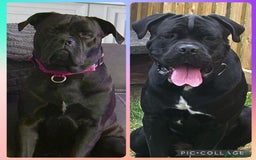 Cane Corso dogs for sale: CANE CORSO PUPS - Image 20