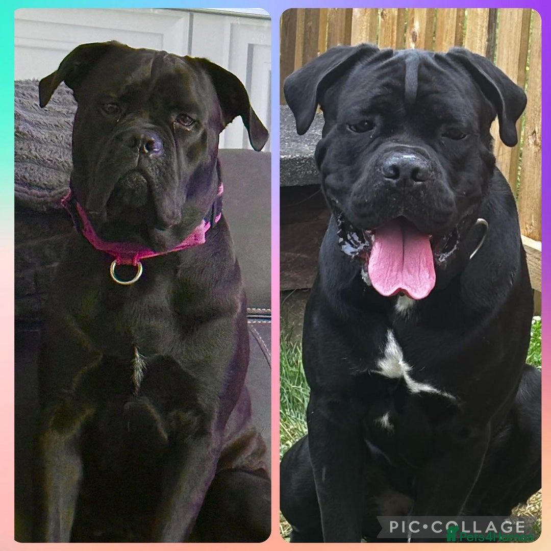 Cane Corso dogs for sale: CANE CORSO PUPS - Image 20