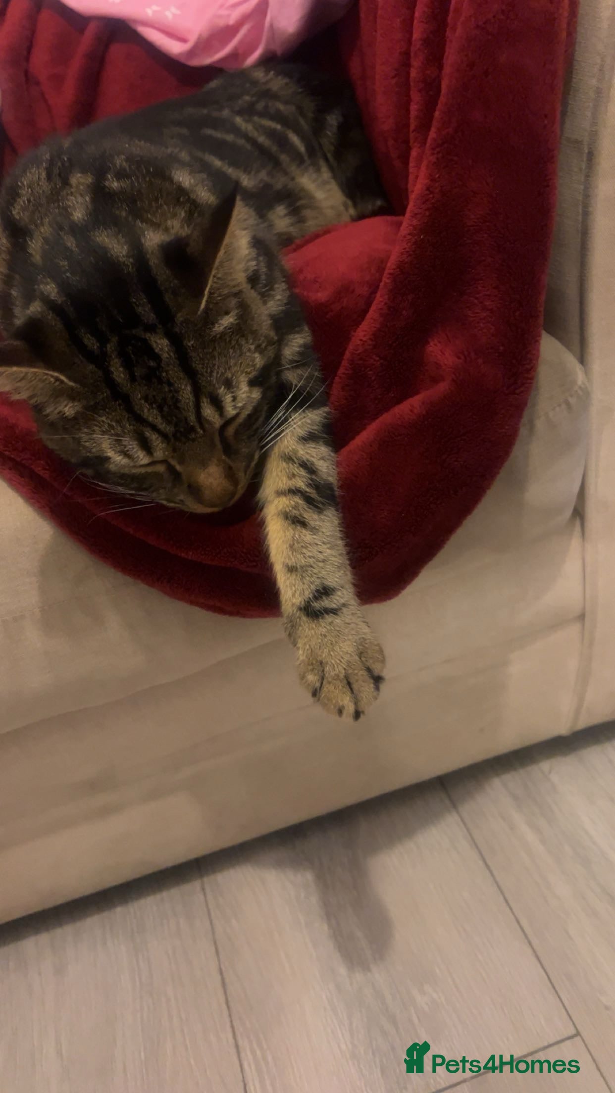 British Shorthair cats for sale: British short hair tabby  - Advert 2