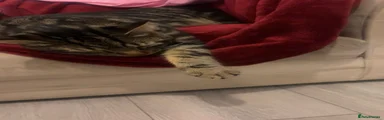 British Shorthair 1