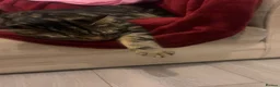 British Shorthair cats for sale: British short hair tabby  - Advert 1