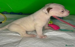 American Bulldog dogs for sale: American Bulldog - Image 8