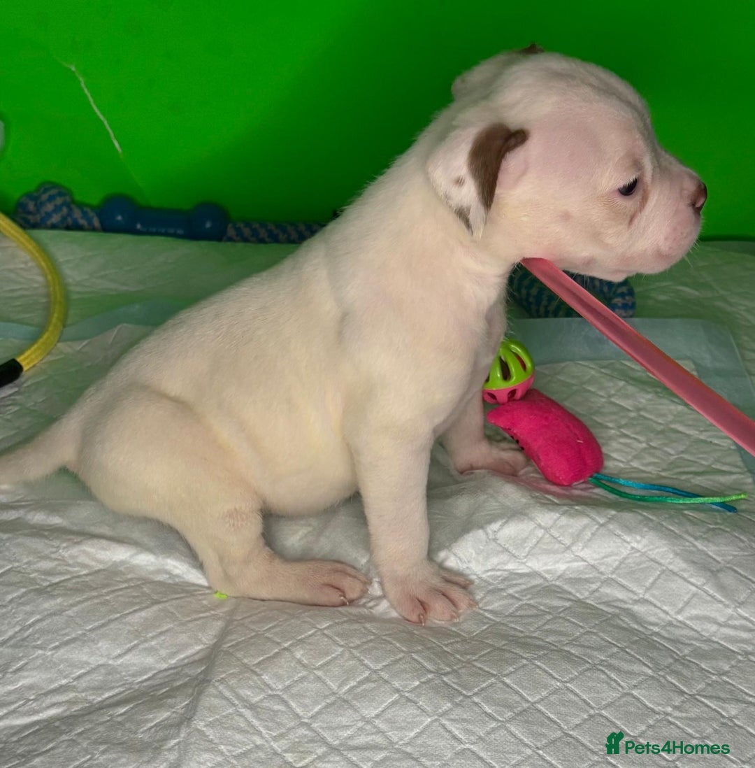 American Bulldog dogs for sale: American Bulldog - Image 8