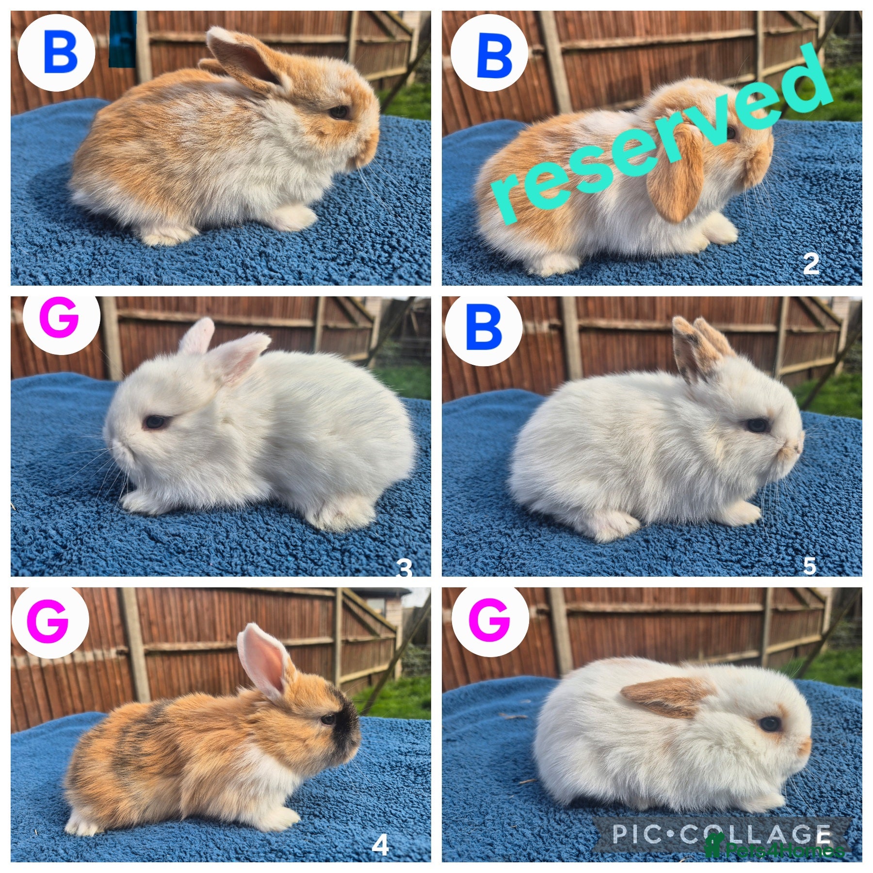 Mini Lop rabbits 3 x litters of gorgeous mini lop babies - Advert 2