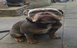 Mixed Breed dogs for sale: Puppies - Image 6