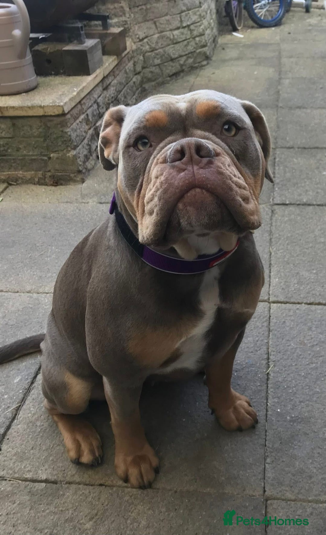 Mixed Breed dogs for sale: Puppies - Image 6