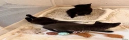 Mixed Breed cats for sale: 3 fluff babies  in Liverpool - Advert 1