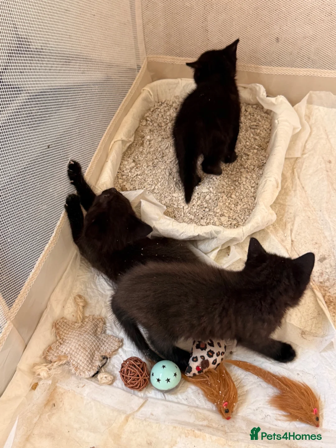 Mixed Breed cats for sale: 3 fluff babies  in Liverpool - Advert 1
