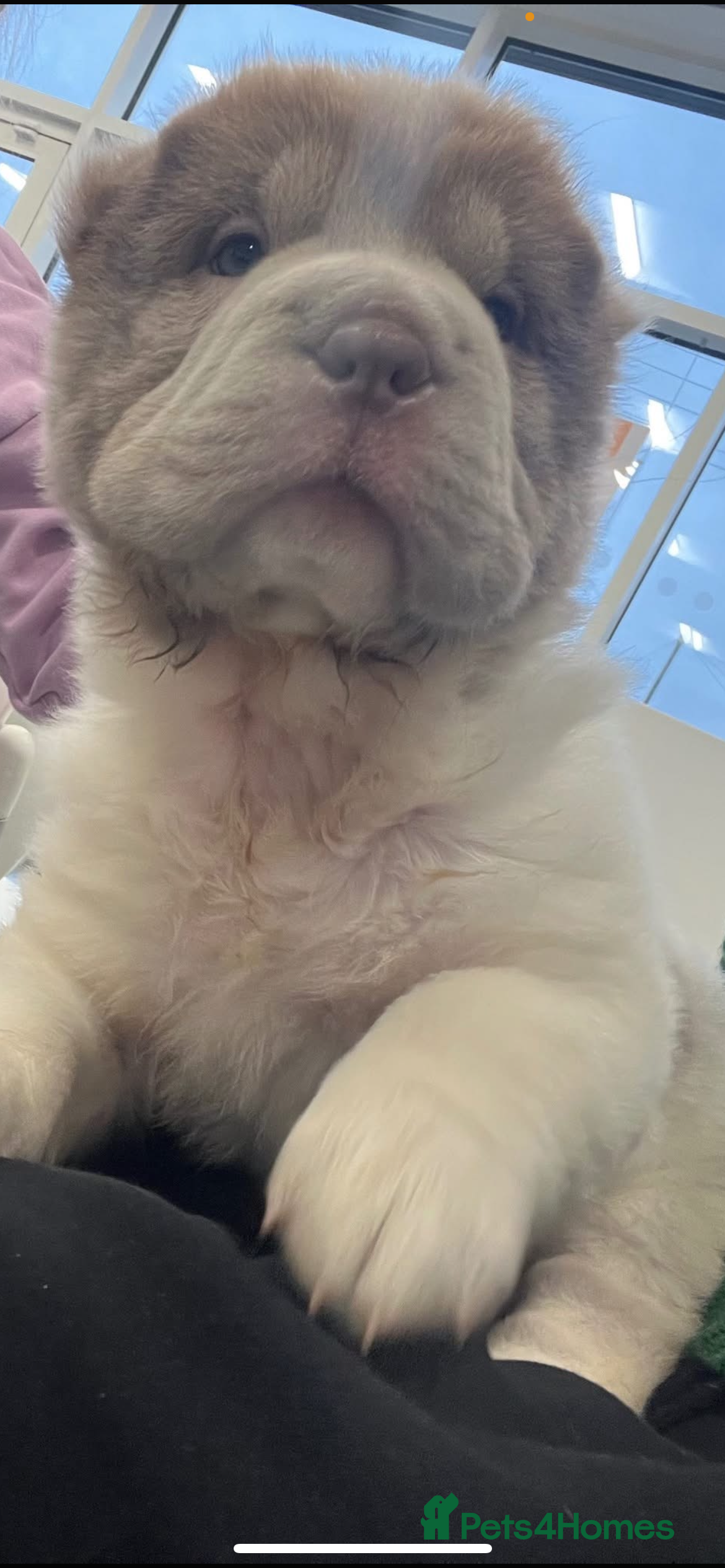 Shar Pei dogs Ready now amazing bear coat !!!!  - Advert 14