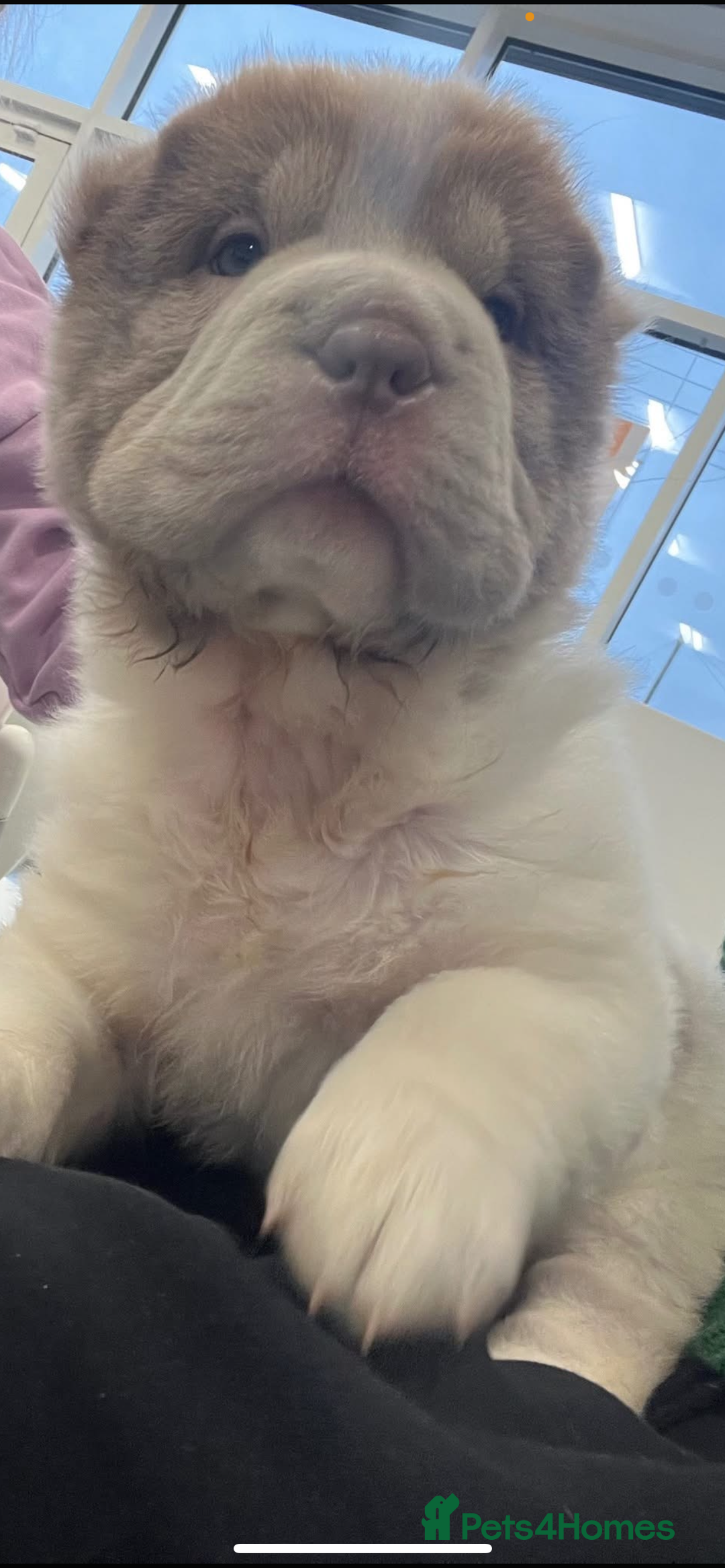 Shar Pei dogs for sale: Ready now amazing bear coat !!!!  - Advert 7