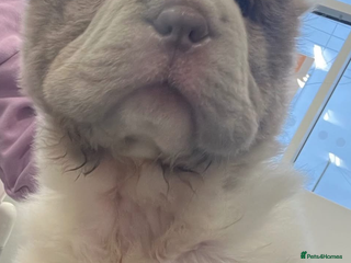 Shar Pei dogs Ready now amazing bear coat !!!! - Advert 14