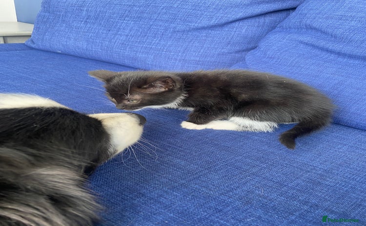 Domestic Shorthair cats - Advert 13
