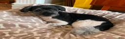 Mixed Breed dogs for adoption: Petra - Advert 4