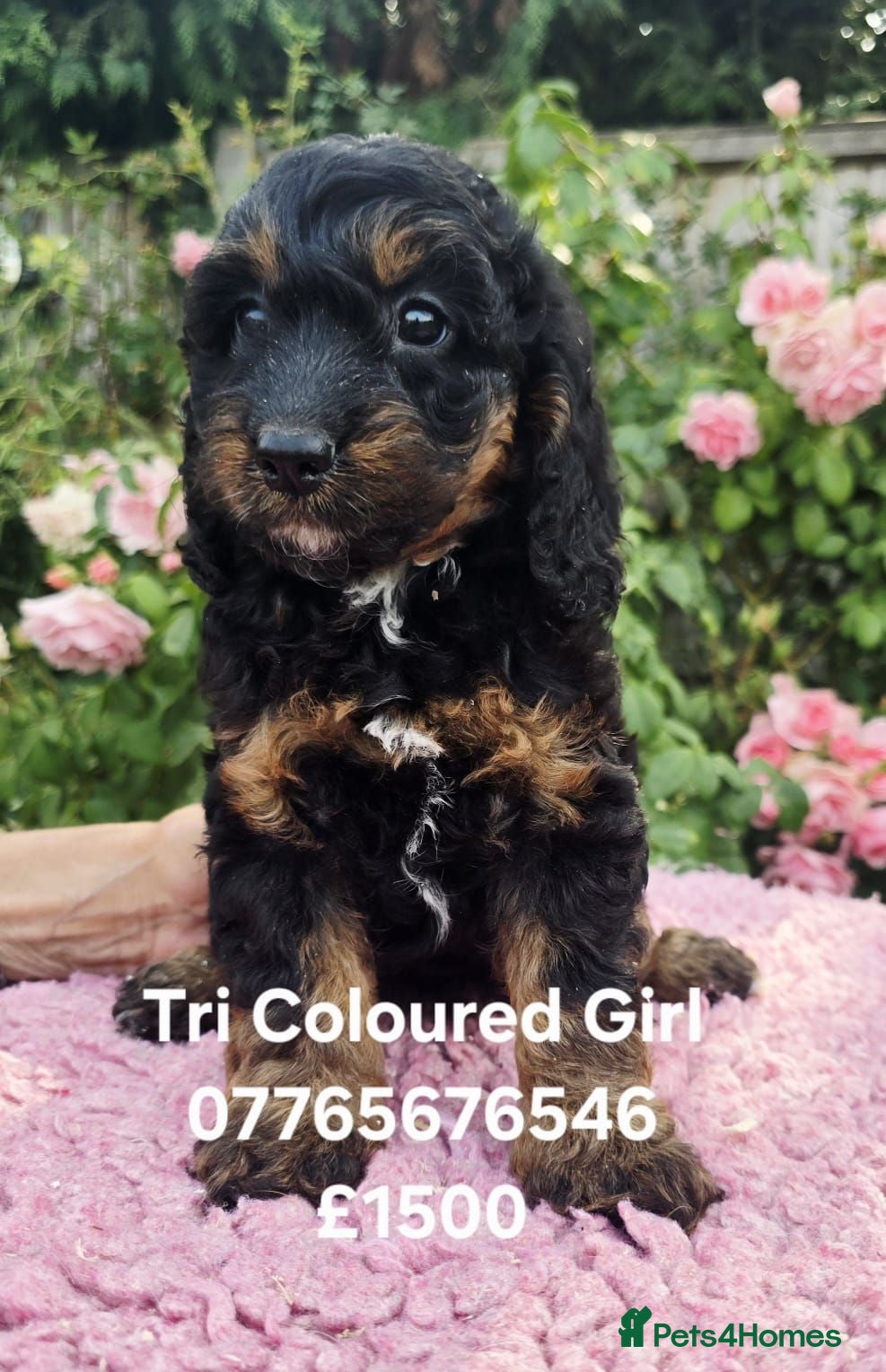 Cockapoo dogs F1 Cockapoo Puppies Ready Now Domestic Licence - Advert 1