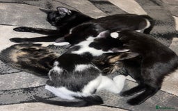 Mixed Breed cats for sale: 🚨😍BEAUTIFUL MALE KITTENS FOR SALE 🚨🥰 - Image 8
