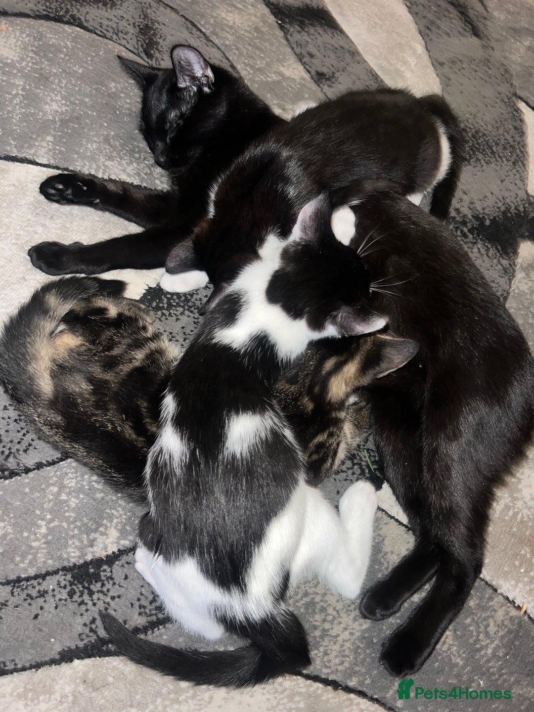 Mixed Breed cats for sale: 🚨😍BEAUTIFUL MALE KITTENS FOR SALE 🚨🥰 - Image 8