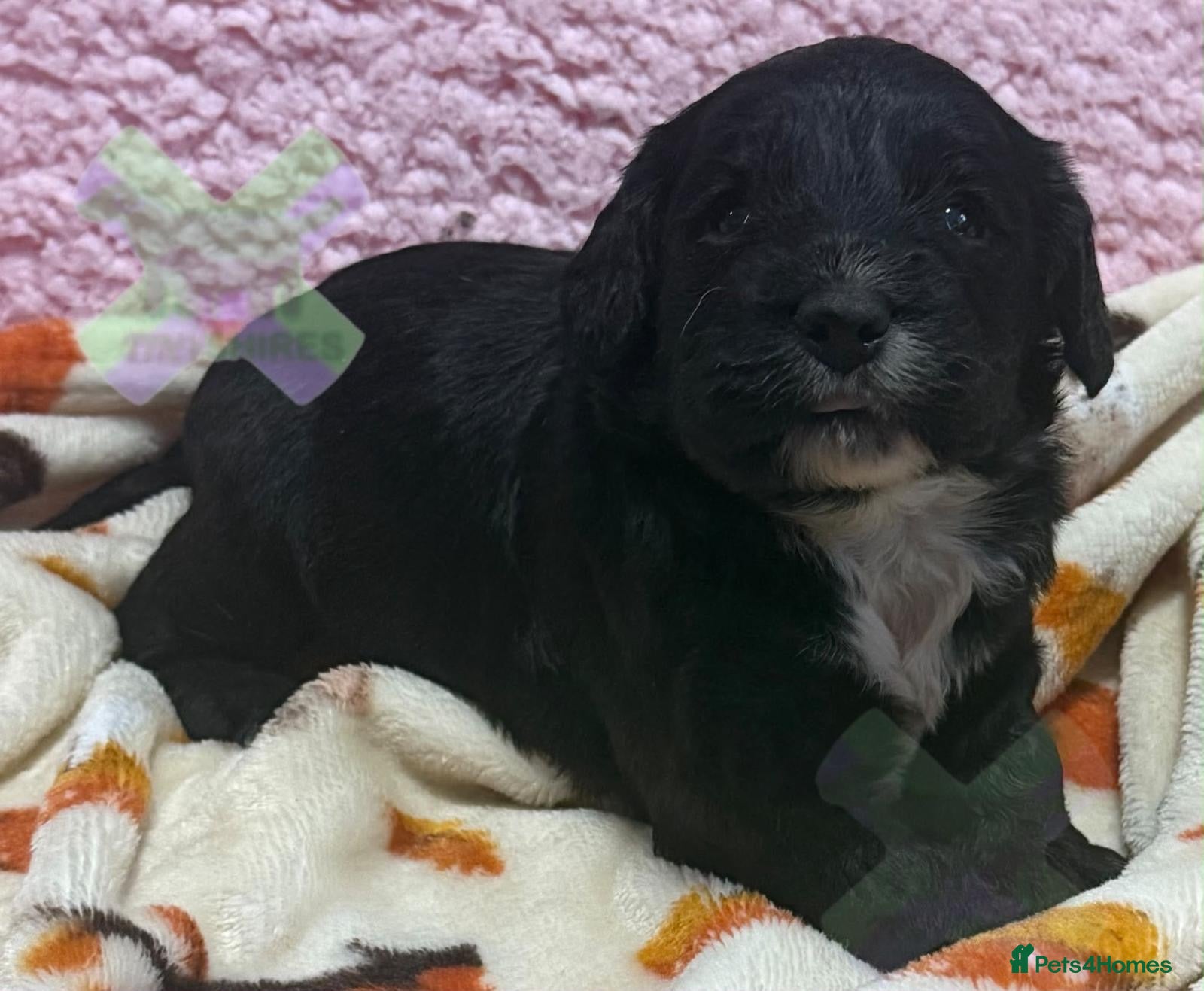 Cockapoo dogs for sale: F1 mini cockapoos 30 dna health tested clear  - Advert 1