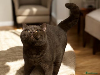 British Shorthair cats Gorgeous GCCF/TICA Chocolate Male for STUD ONLY - Advert 19