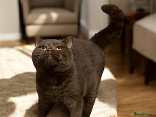 British Shorthair cats Gorgeous GCCF/TICA Chocolate Male for STUD ONLY - Advert 11