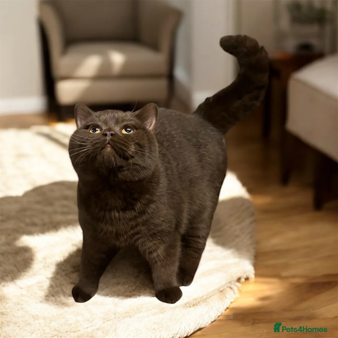 British Shorthair cats for stud: Gorgeous GCCF/TICA Chocolate Male for STUD ONLY  - Advert 1