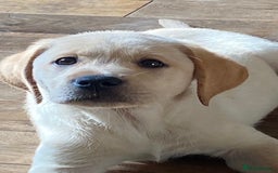 Labrador Retriever dogs for stud: Chunky Yellow Dual Type Stud - Image 3