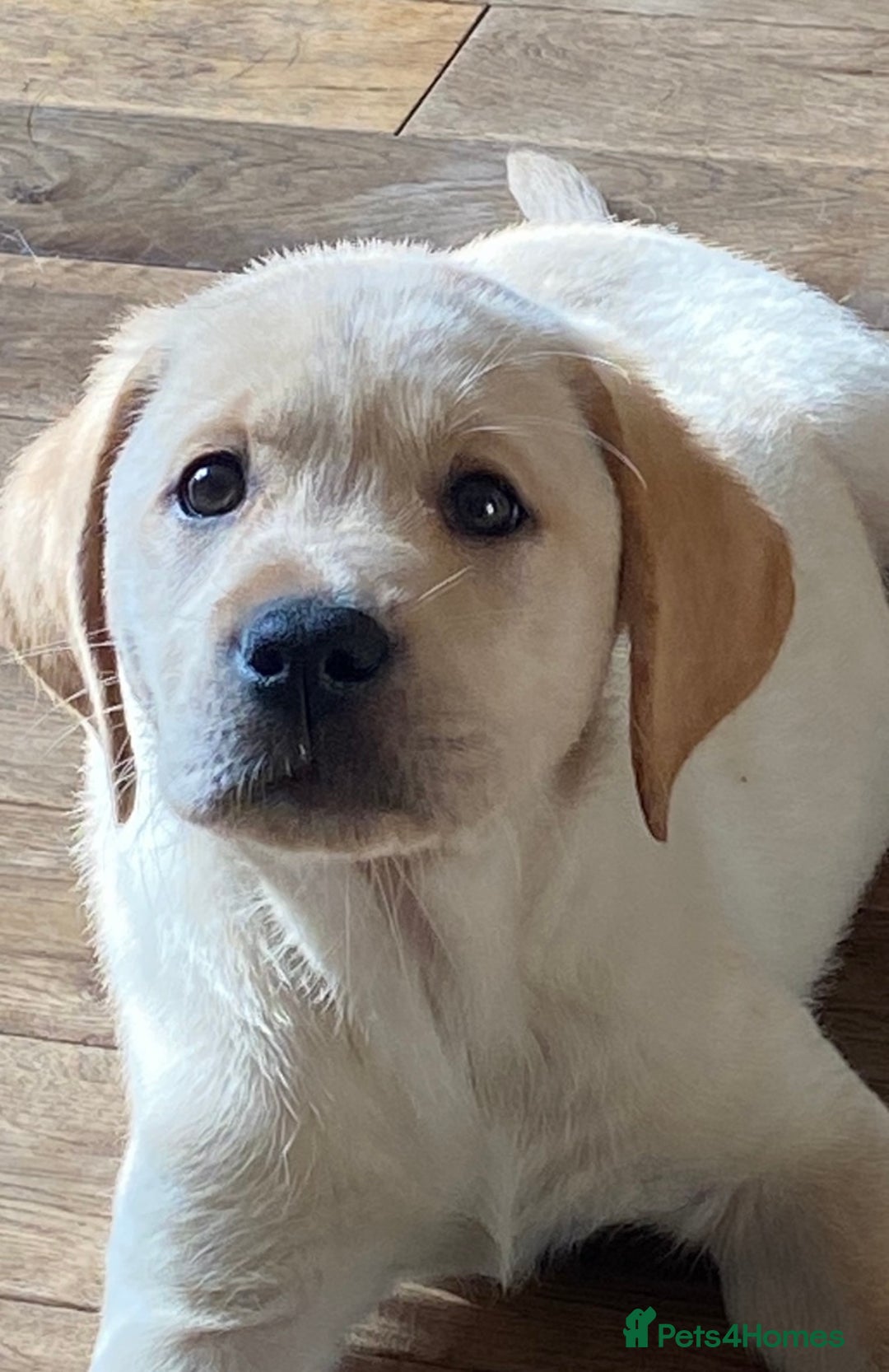 Labrador Retriever dogs for stud: Chunky Yellow Dual Type Stud - Image 3