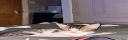 American Wirehair cats for sale: 1 Male 1 Female kitten - Advert 2